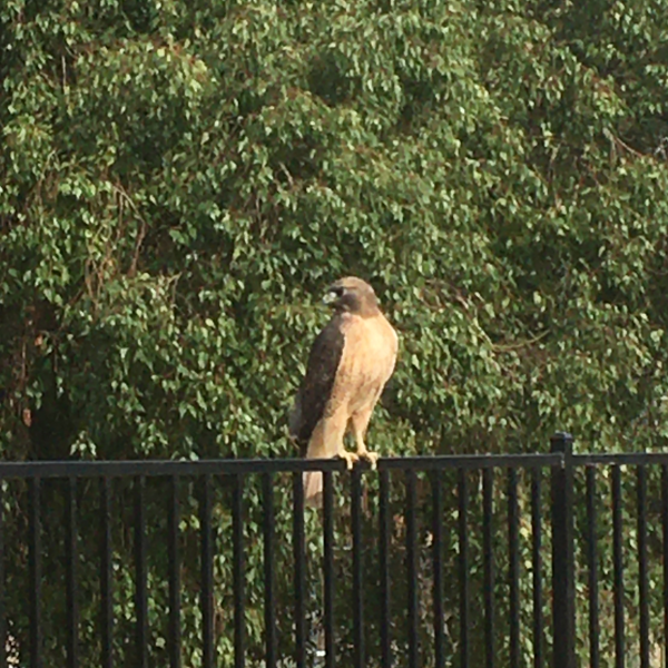 hawk